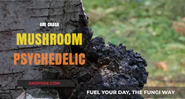 Chaga Mushrooms: Psychedelic or Not?