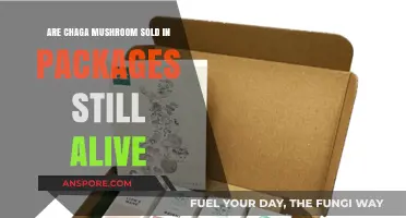 Are Packaged Chaga Mushrooms Alive? Unveiling the Truth