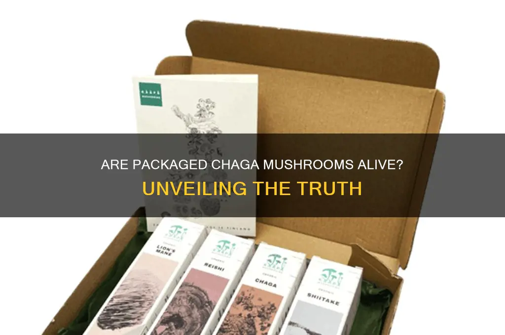 are chaga mushroom sold in packages still alive