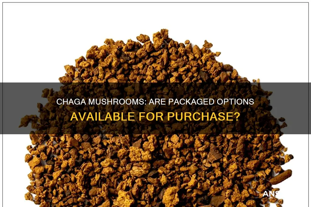 are chaga mushroom sold in packages