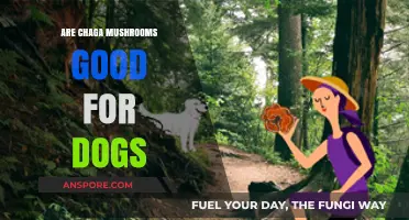 Chaga Mushrooms for Dogs: Benefits, Safety, and Usage Guide