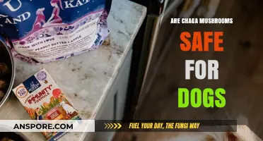 Chaga Mushrooms and Dogs: Safety, Benefits, and Potential Risks Explained