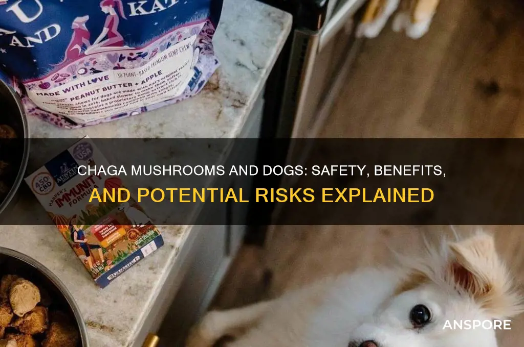 are chaga mushrooms safe for dogs