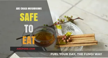 Are Chaga Mushrooms Safe to Eat? A Comprehensive Guide
