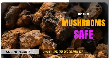 Chaga Mushrooms: Safe Superfood or Health Risk?