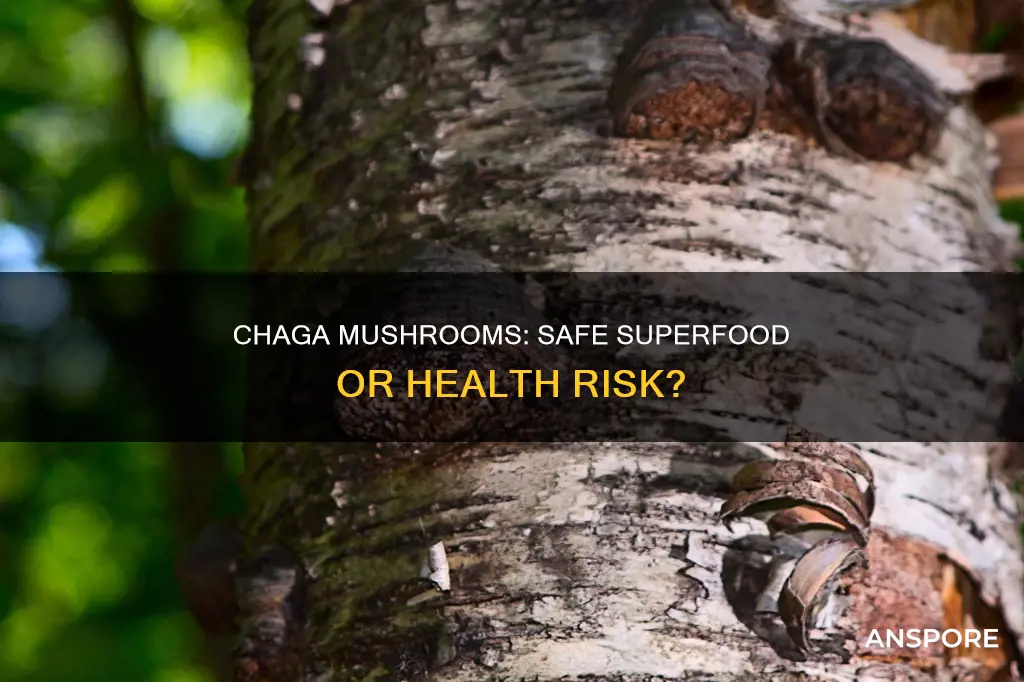 are chaga mushrooms safe