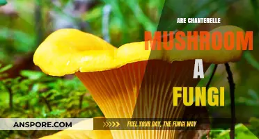 Chanterelle Mushrooms: A Fungi Friend or Foe?