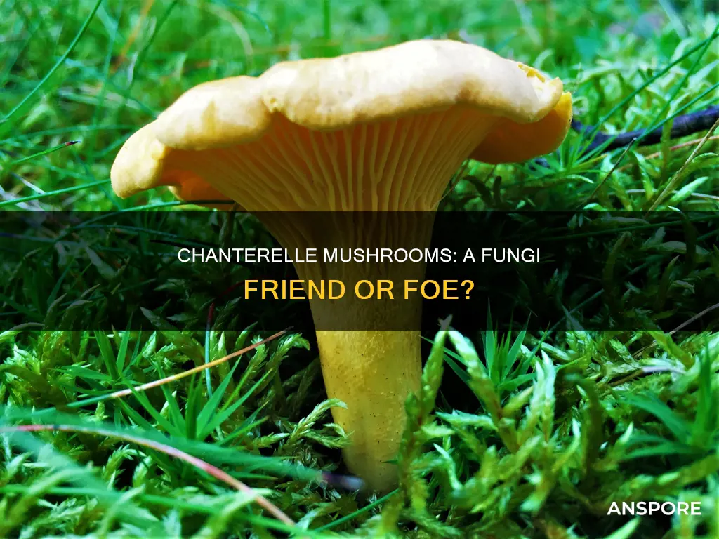 are chanterelle mushrooms a fungi