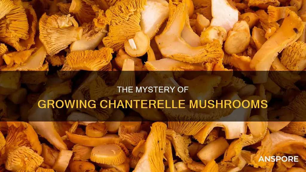are chanterelle mushrooms cultivated