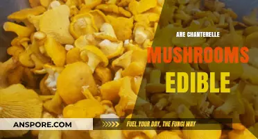 Are Chanterelle Mushrooms Edible? A Guide to Safe Foraging