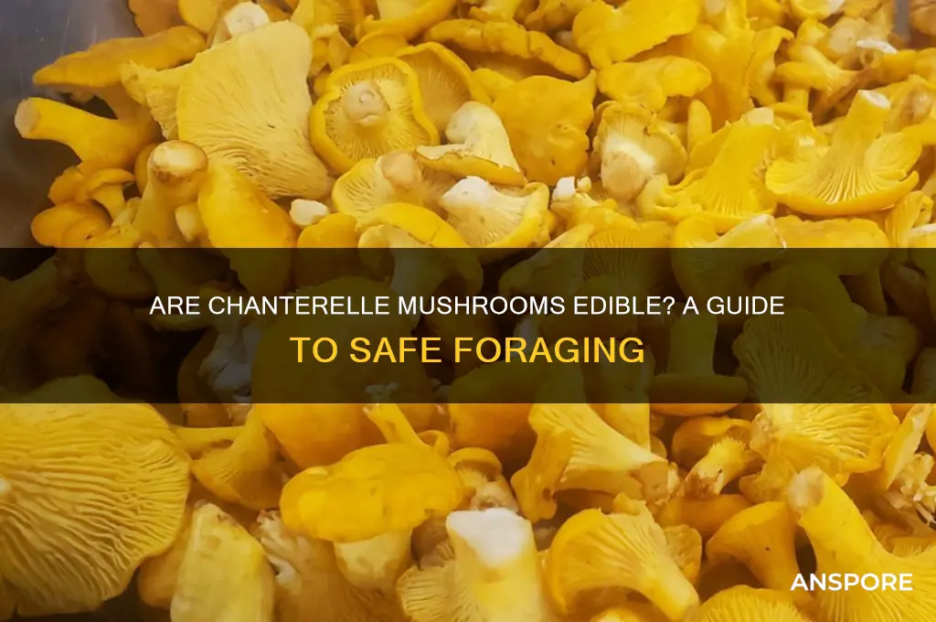 are chanterelle mushrooms edible