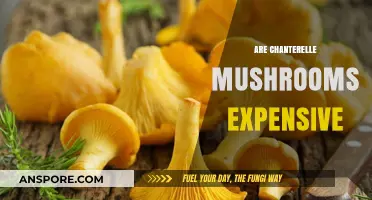 Why Chanterelle Mushrooms Cost a Fortune