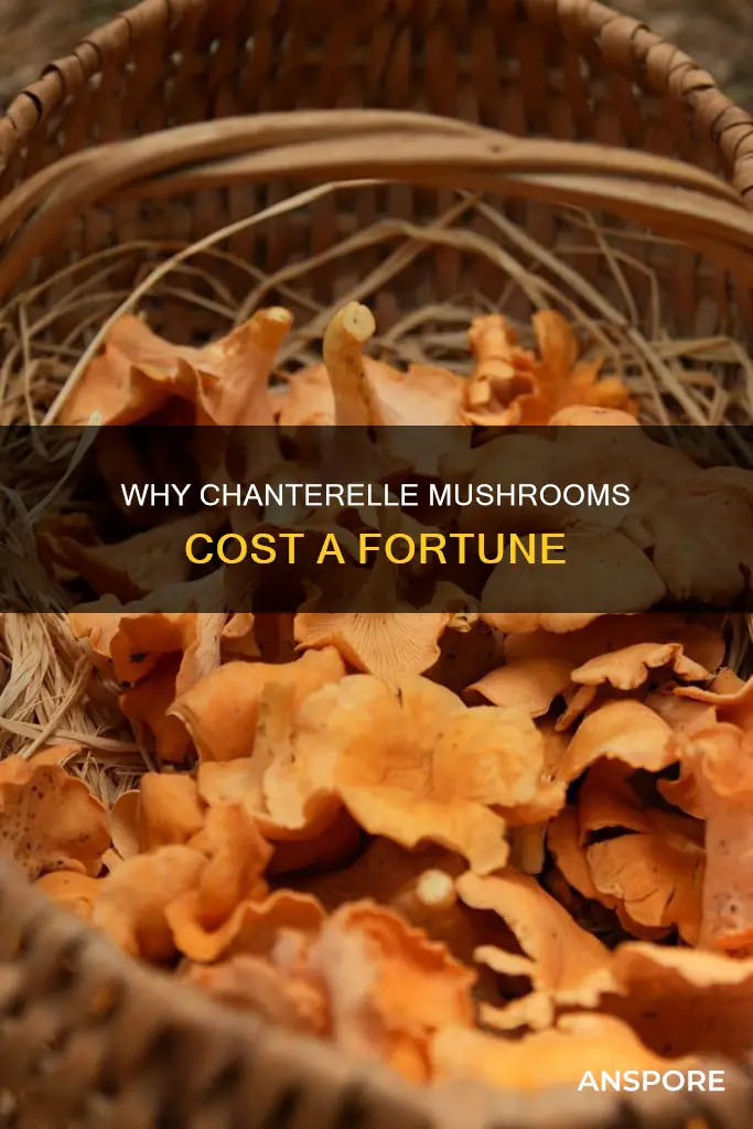 are chanterelle mushrooms expensive