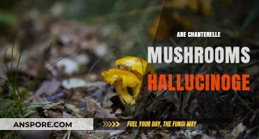 Chanterelle Mushrooms: Hallucinogenic or Harmless?