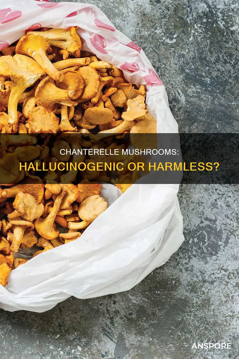 are chanterelle mushrooms hallucinogenic