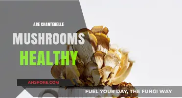 Chanterelle Mushrooms: Healthy Superfood or Not?