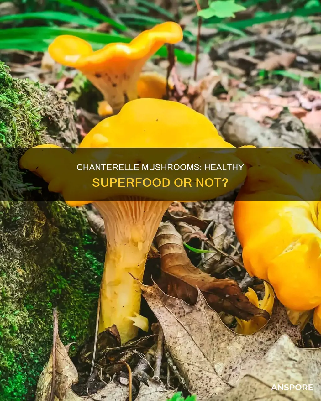 are chanterelle mushrooms healthy