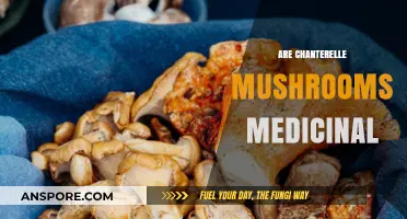 Chanterelle Mushrooms: Nature's Medicinal Superfood?