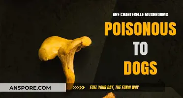 Are Chanterelle Mushrooms Safe for Dogs? A Toxicity Guide