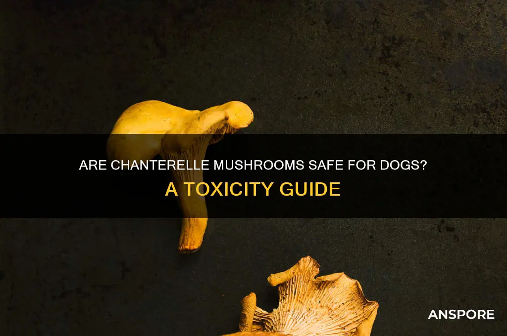 are chanterelle mushrooms poisonous to dogs