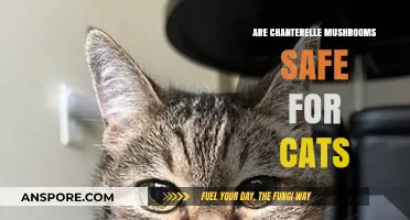 Chanterelle Mushrooms and Cats: Safety Concerns and Precautions