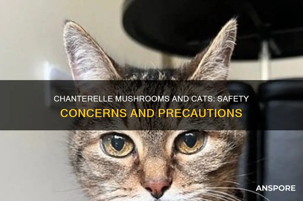 are chanterelle mushrooms safe for cats