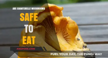 Chanterelle Mushrooms: Safe to Eat or Toxic Look-Alike?