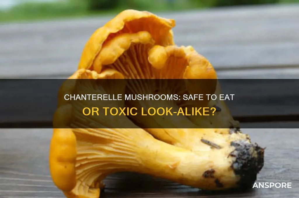 are chanterelle mushrooms safe to eat