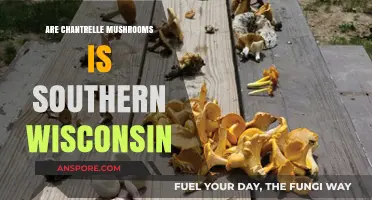 Exploring Southern Wisconsin's Forests: Are Chanterelle Mushrooms Found Here?