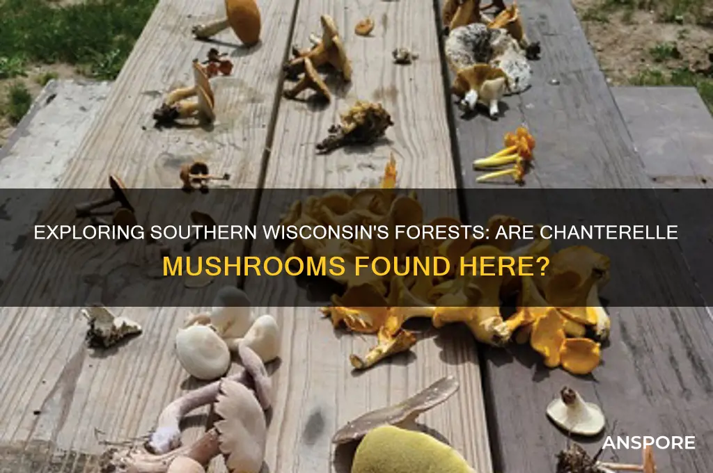 are chantrelle mushrooms is southern wisconsin