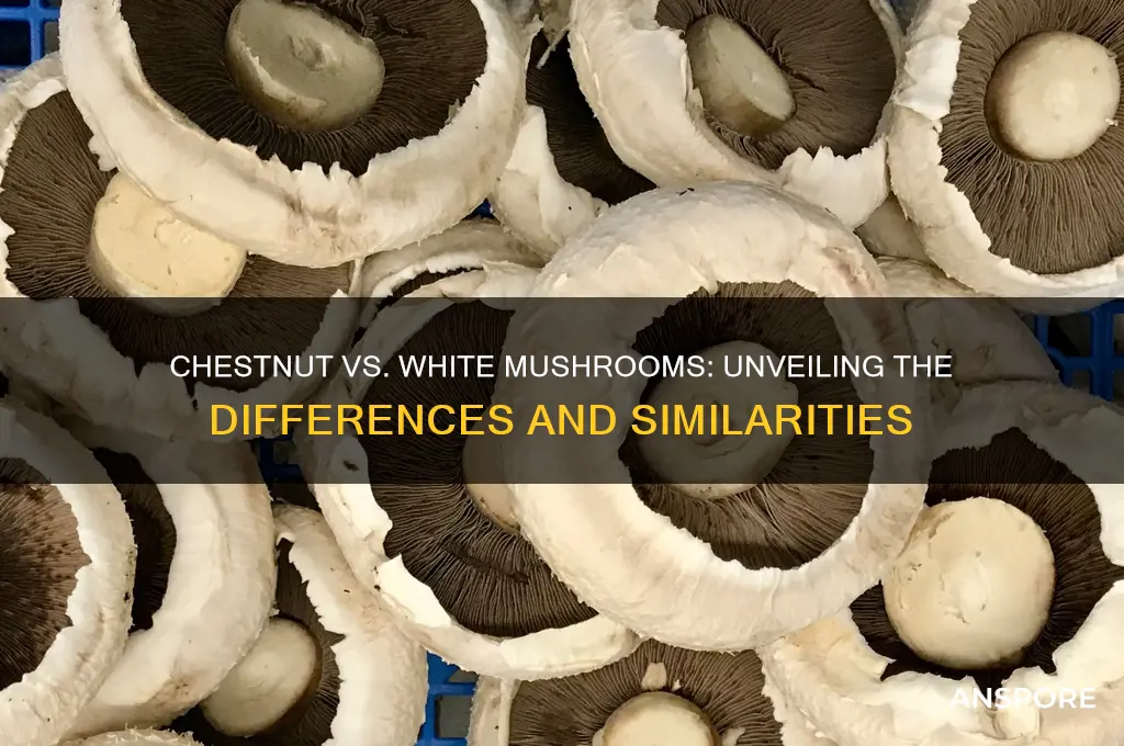 are chestnut and white mushrooms the same