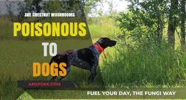 Are Chestnut Mushrooms Safe for Dogs? Toxicity Risks Explained