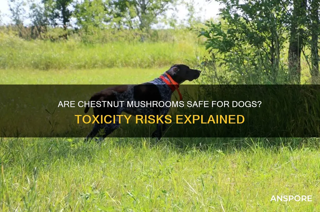 are chestnut mushrooms poisonous to dogs