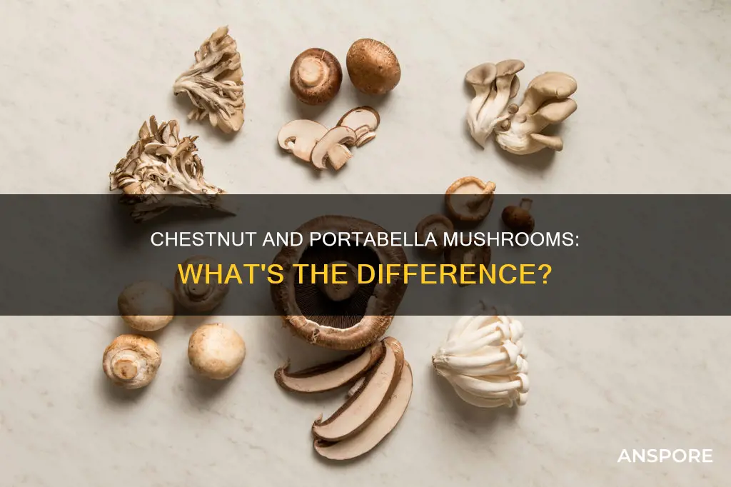 are chestnut mushrooms portabella