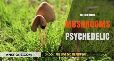 Psychedelic Mushrooms: Are Chestnut Mushrooms Hallucinogenic?