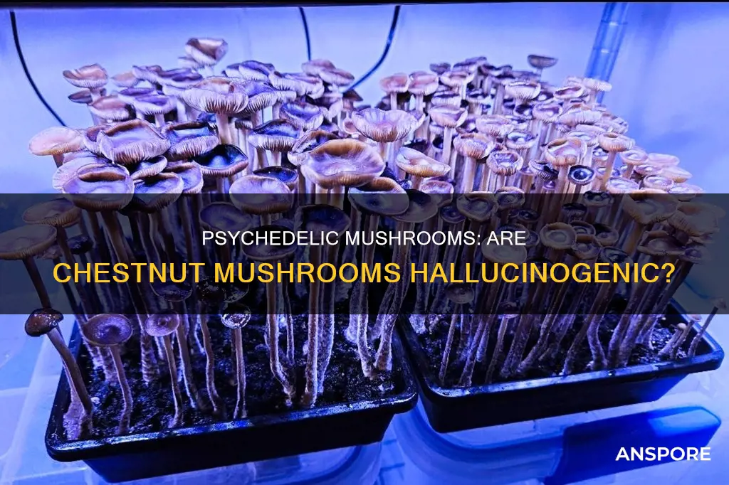 are chestnut mushrooms psychedelic