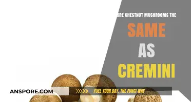 Chestnut Mushrooms vs. Cremini: Unraveling the Culinary Confusion