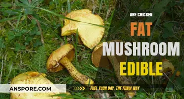 Can You Eat Chicken Fat Mushrooms? Edibility Explained