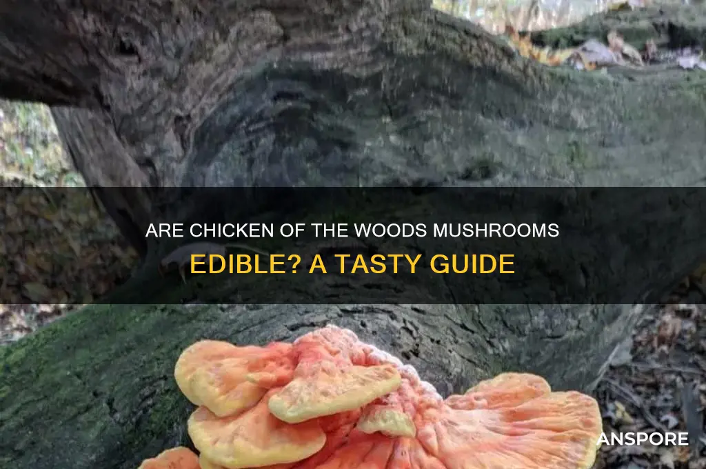 are chicken of the woods mushrooms edible