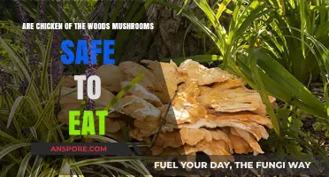 Are Chicken of the Woods Mushrooms Safe to Eat? A Guide