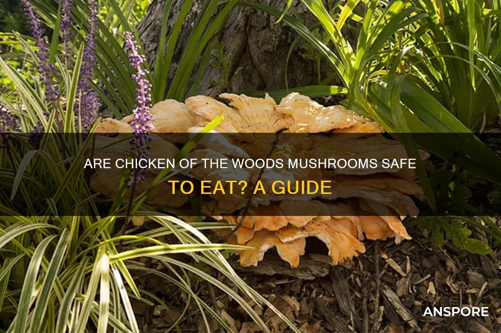 are chicken of the woods mushrooms safe to eat
