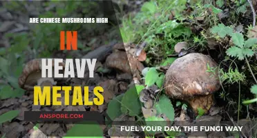 Chinese Mushrooms and Heavy Metals: Uncovering Potential Health Risks