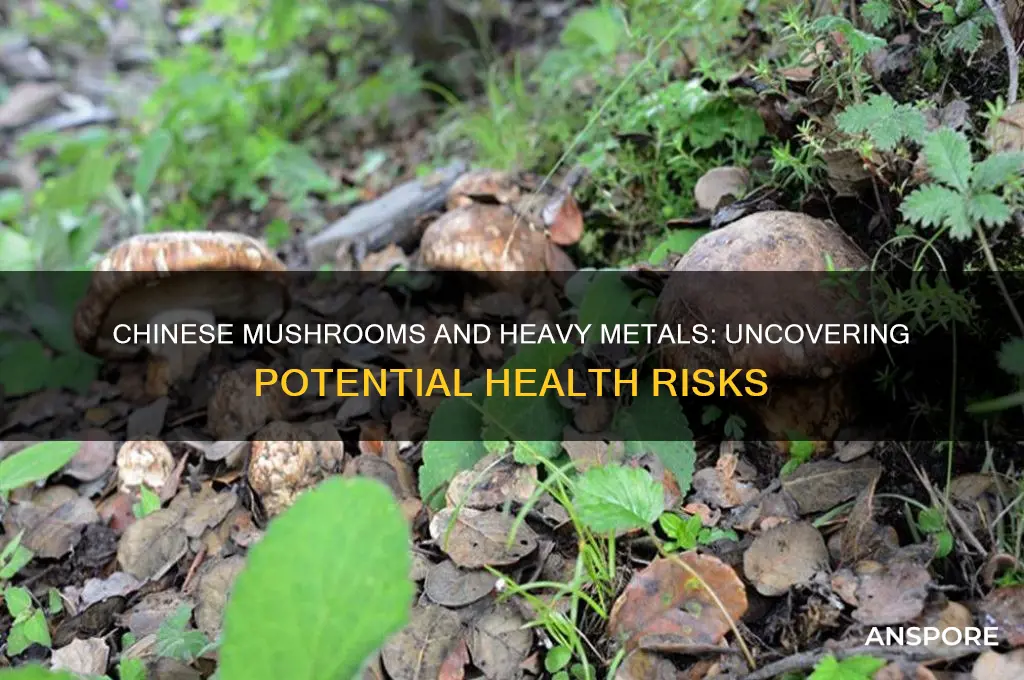 are chinese mushrooms high in heavy metals