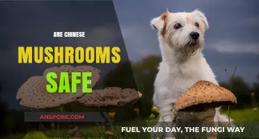 Chinese Mushrooms: Safe Superfood or Health Risk?
