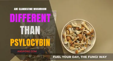 Clandestine Mushrooms vs. Psilocybin: Unveiling the Key Differences