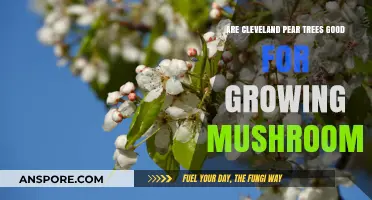 Cleveland Pear Trees and Mushroom Cultivation: A Compatible Pair?