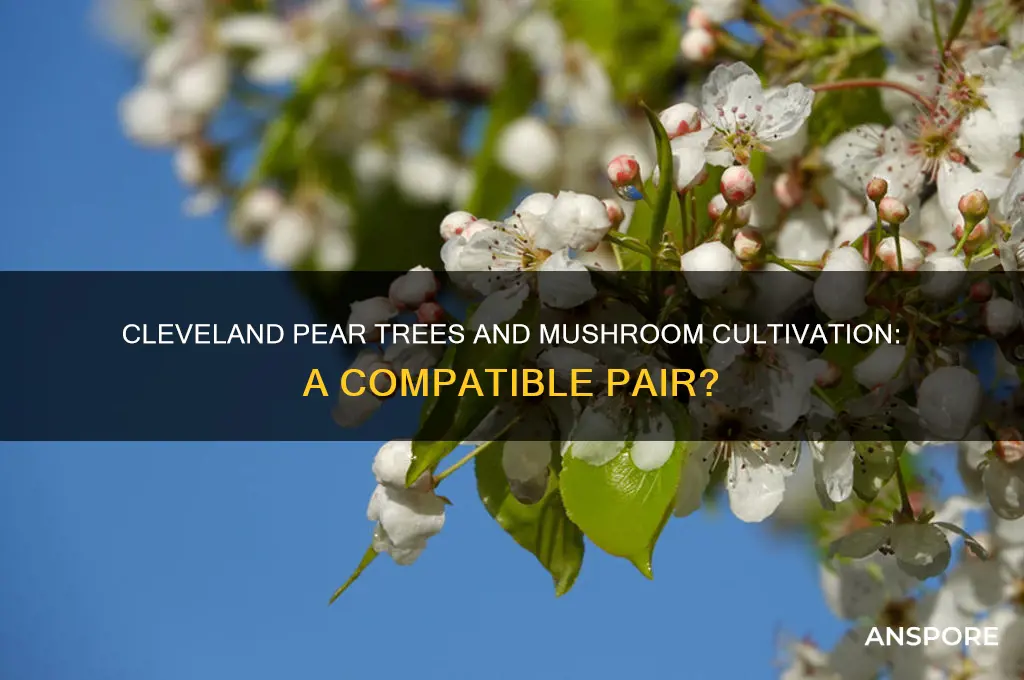 are cleveland pear trees good for growing mushrooms