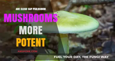 Close Cap Psilocybin Mushrooms: Unveiling Their Potency and Strength