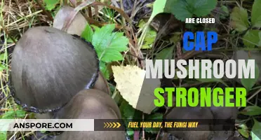 Closed Cap Mushrooms: Stronger or Not?