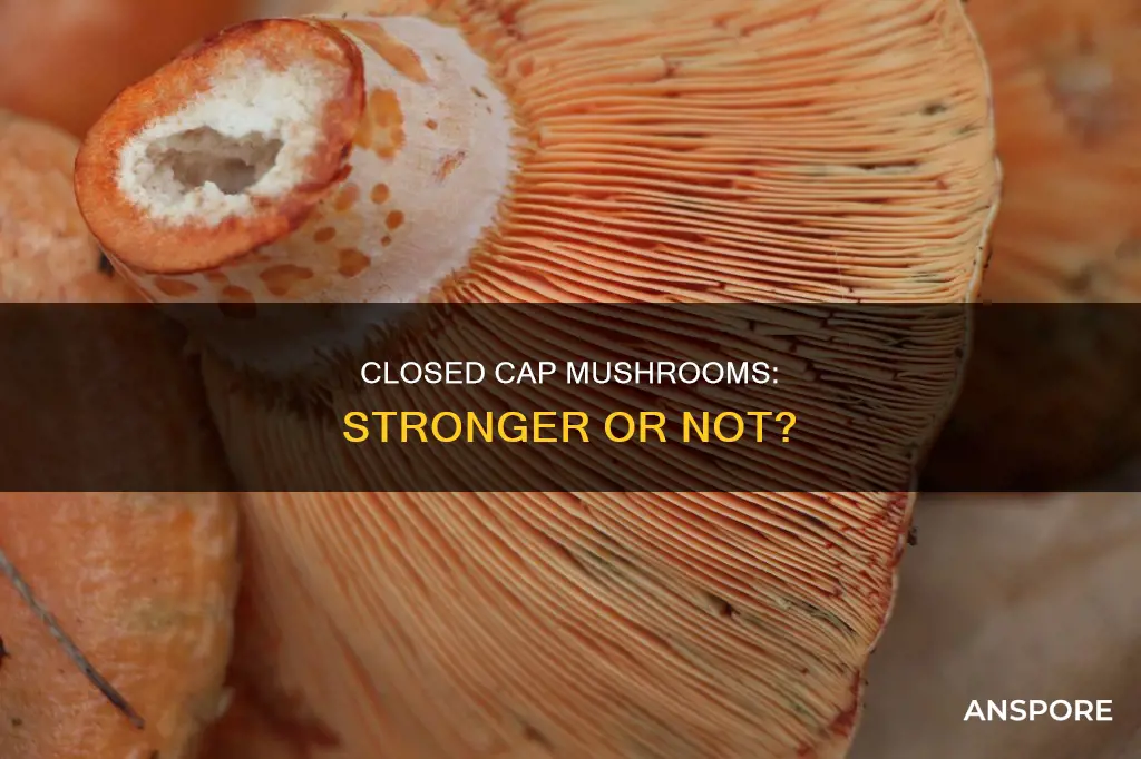 are closed cap mushrooms stronger